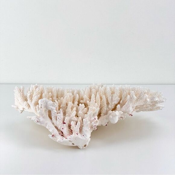 Natural White Coral Reef Cluster Ocean Salt Water Mineral Specimen - Picture 5 of 12